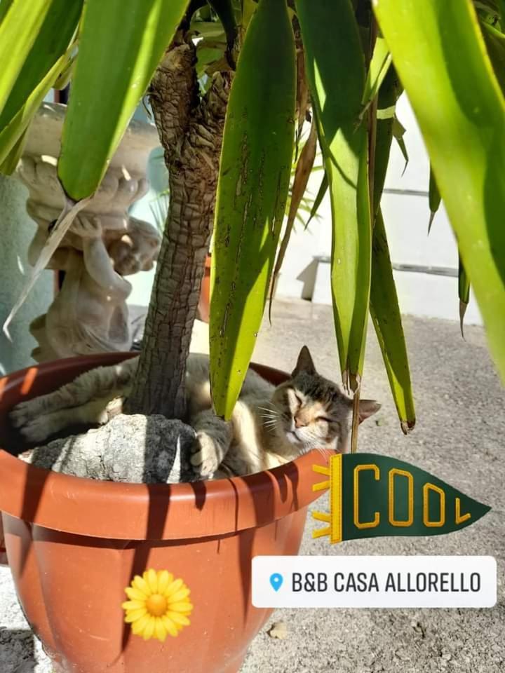 Casa Allorello * Laureana Cilento